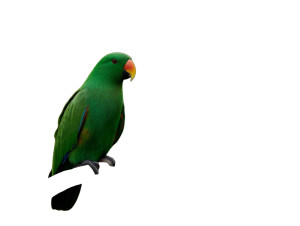 Eclectus Parrot Vinyl Car Decal Sticker – Waterproof & UV-Resistant 8"