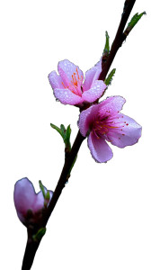 Blooming Peach Blossom V4 Vinyl Car Decal Sticker – Waterproof & UV-Resistant 8"