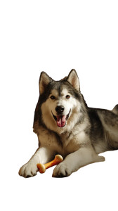 Happy Malamute Playing Vinyl Car Decal Sticker – Waterproof & UV-Resistant 8"