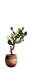 Surreal Cacti Scene Vinyl Car Decal Sticker – Waterproof & UV-Resistant 8"