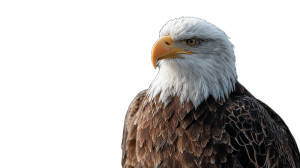 Proud Bald Eagle Vinyl Car Decal Sticker – Waterproof & UV-Resistant 8"