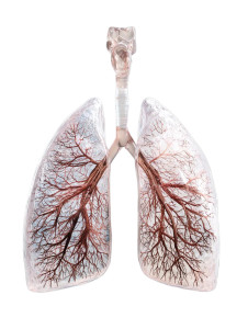 Transparent Human Lungs Vinyl Car Decal Sticker – Waterproof & UV-Resistant 8"