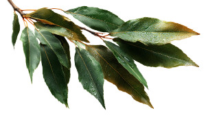 Premium Tree Leaves Vinyl Car Decal Sticker – Waterproof & UV-Resistant 8" Premium Tree Leaves Vinyl Car Decal Sticker – Waterproof & UV-Resistant 8"