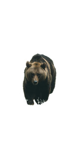 Brown Bear Walking V4 Vinyl Car Decal Sticker – Waterproof & UV-Resistant 8"