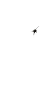 Flying Fly Macro Vinyl Car Decal Sticker – Waterproof & UV-Resistant 8" Flying Fly Macro Vinyl Car Decal Sticker – Waterproof & UV-Resistant 8"