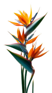 Bird Of Paradise V2 Vinyl Car Decal Sticker – Waterproof & UV-Resistant 8" Bird Of Paradise V2 Vinyl Car Decal Sticker – Waterproof & UV-Resistant 8"