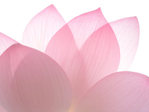 Pink Lotus Petals Vinyl Car Decal Sticker – Waterproof & UV-Resistant 8" Pink Lotus Petals Vinyl Car Decal Sticker – Waterproof & UV-Resistant 8"