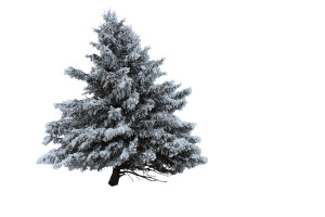 Snowy Pine Tree Vinyl Car Decal Sticker – Waterproof & UV-Resistant 8" Snowy Pine Tree Vinyl Car Decal Sticker – Waterproof & UV-Resistant 8"