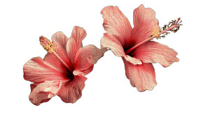 Colorful Hibiscus Flower Vinyl Car Decal Sticker – Waterproof & UV-Resistant 8" Colorful Hibiscus Flower Vinyl Car Decal Sticker – Waterproof & UV-Resistant 8"