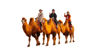Desert Camel Ride Vinyl Car Decal Sticker – Waterproof & UV-Resistant 8" Desert Camel Ride Vinyl Car Decal Sticker – Waterproof & UV-Resistant 8"