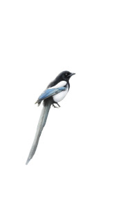 Magpie On Branch V2 Vinyl Car Decal Sticker – Waterproof & UV-Resistant 8"
