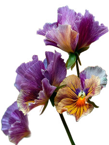 Vibrant Pansies Close-Up Vinyl Car Decal Sticker – Waterproof & UV-Resistant 8" Vibrant Pansies Close-Up Vinyl Car Decal Sticker – Waterproof & UV-Resistant 8"