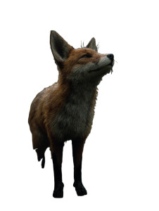 Joyful Rain Fox Vinyl Car Decal Sticker – Waterproof & UV-Resistant 8"