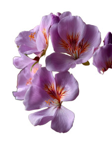 Purple Pink Flower Vinyl Car Decal Sticker – Waterproof & UV-Resistant 8"