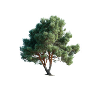 Pine Tree Vinyl Car Decal Sticker – Waterproof & UV-Resistant 8" Pine Tree Vinyl Car Decal Sticker – Waterproof & UV-Resistant 8"