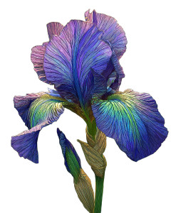 Vibrant Iris Flower Vinyl Car Decal Sticker – Waterproof & UV-Resistant 8"