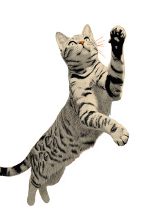 Tabby Cat Jumping Vinyl Car Decal Sticker – Waterproof & UV-Resistant 8" Tabby Cat Jumping Vinyl Car Decal Sticker – Waterproof & UV-Resistant 8"