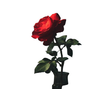 Red Rose Closeup Vinyl Car Decal Sticker – Waterproof & UV-Resistant 8"