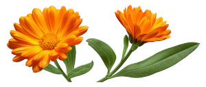 Marigold Flower Vinyl Car Decal Sticker – Waterproof & UV-Resistant 8" Marigold Flower Vinyl Car Decal Sticker – Waterproof & UV-Resistant 8"