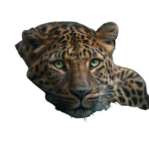Resting Leopard V2 Vinyl Car Decal Sticker – Waterproof & UV-Resistant 8"