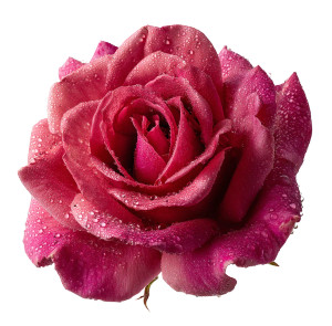 Magenta Rose Vinyl Car Decal Sticker – Waterproof & UV-Resistant 8"