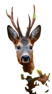 Majestic Roe Buck Vinyl Car Decal Sticker – Waterproof & UV-Resistant 8" Majestic Roe Buck Vinyl Car Decal Sticker – Waterproof & UV-Resistant 8"