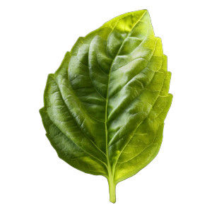 Basil Leaf Vinyl Car Decal Sticker – Waterproof & UV-Resistant 8"