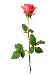 Ecuadorian Rose Vinyl Car Decal Sticker – Waterproof & UV-Resistant 8"