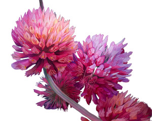 Glowing Red Clover Vinyl Car Decal Sticker – Waterproof & UV-Resistant 8"