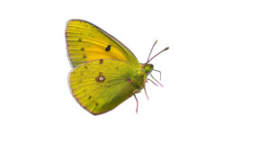 Yellow Butterfly Resting Vinyl Car Decal Sticker – Waterproof & UV-Resistant 8"