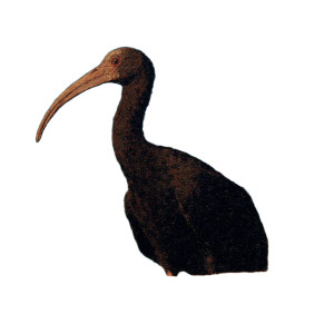 Ancient Egypt Ibis Vinyl Car Decal Sticker – Waterproof & UV-Resistant 8" Ancient Egypt Ibis Vinyl Car Decal Sticker – Waterproof & UV-Resistant 8"