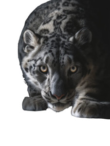 Snow Leopard Chess Vinyl Car Decal Sticker – Waterproof & UV-Resistant 8" Snow Leopard Chess Vinyl Car Decal Sticker – Waterproof & UV-Resistant 8"