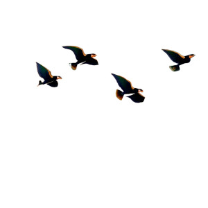 Birds Flying Vinyl Car Decal Sticker – Waterproof & UV-Resistant 8" Birds Flying Vinyl Car Decal Sticker – Waterproof & UV-Resistant 8"