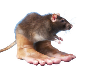 Rat With Human Feet Vinyl Car Decal Sticker – Waterproof & UV-Resistant 8"