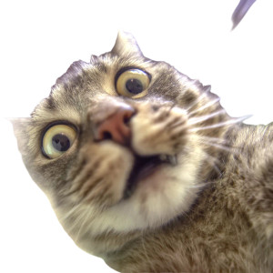 Surprised Cat Selfie V3 Vinyl Car Decal Sticker – Waterproof & UV-Resistant 8" Surprised Cat Selfie V3 Vinyl Car Decal Sticker – Waterproof & UV-Resistant 8"