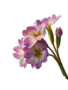 Flowering Primula Close-Up Vinyl Car Decal Sticker – Waterproof & UV-Resistant 8"