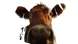 Cow Eating Grasses Vinyl Car Decal Sticker – Waterproof & UV-Resistant 8" Cow Eating Grasses Vinyl Car Decal Sticker – Waterproof & UV-Resistant 8"