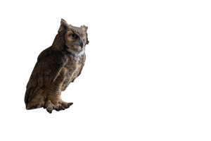 Owl On Sculpture Vinyl Car Decal Sticker – Waterproof & UV-Resistant 8" Owl On Sculpture Vinyl Car Decal Sticker – Waterproof & UV-Resistant 8"