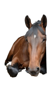 Retired Racehorse Relaxing Vinyl Car Decal Sticker – Waterproof & UV-Resistant 8" Retired Racehorse Relaxing Vinyl Car Decal Sticker – Waterproof & UV-Resistant 8"