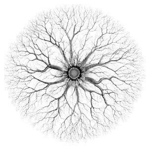 Plant Roots Pattern Vinyl Car Decal Sticker – Waterproof & UV-Resistant 8" Plant Roots Pattern Vinyl Car Decal Sticker – Waterproof & UV-Resistant 8"