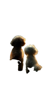 Magical Canine Duo Vinyl Car Decal Sticker – Waterproof & UV-Resistant 8"