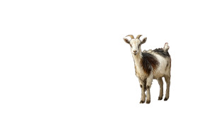 Billy Goat Grazing Vinyl Car Decal Sticker – Waterproof & UV-Resistant 8"