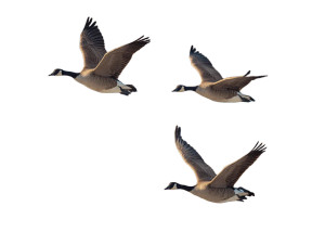 Canada Geese Flight V2 Vinyl Car Decal Sticker – Waterproof & UV-Resistant 8" Canada Geese Flight V2 Vinyl Car Decal Sticker – Waterproof & UV-Resistant 8"