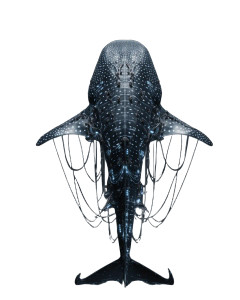 Majestic Hybrid Whale Shark Vinyl Car Decal Sticker – Waterproof & UV-Resistant 8"