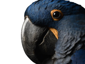 Blue Macaw Vinyl Car Decal Sticker – Waterproof & UV-Resistant 8" Blue Macaw Vinyl Car Decal Sticker – Waterproof & UV-Resistant 8"