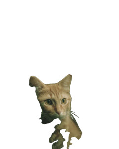 Kitten Watching Goldfish Vinyl Car Decal Sticker – Waterproof & UV-Resistant 8"