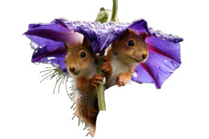 Squirrels With Flower V3 Vinyl Car Decal Sticker – Waterproof & UV-Resistant 8" Squirrels With Flower V3 Vinyl Car Decal Sticker – Waterproof & UV-Resistant 8"