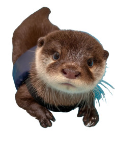 Dwarf Otter Baby V7 Vinyl Car Decal Sticker – Waterproof & UV-Resistant 8"