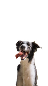 Dog Eats Meat Vinyl Car Decal Sticker – Waterproof & UV-Resistant 8"