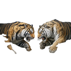 Lion Vs Tiger V3 Vinyl Car Decal Sticker – Waterproof & UV-Resistant 8"